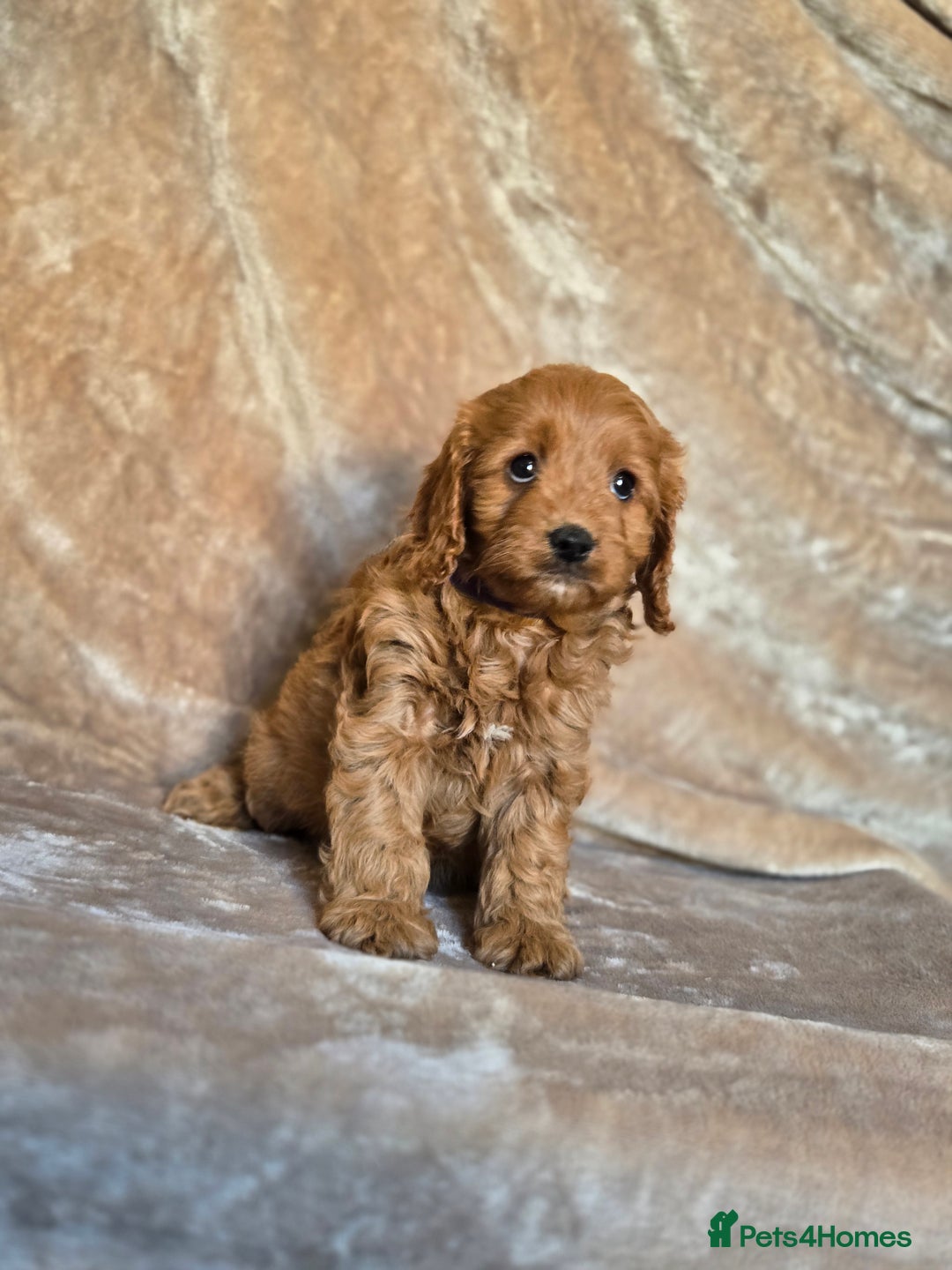 Cavapoo dogs for sale: Gorgeous Fox Red Cavapoo health tested parents  - Image 25