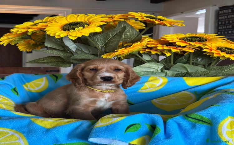 Cocker Spaniel dogs in Market Drayton - Advert 1