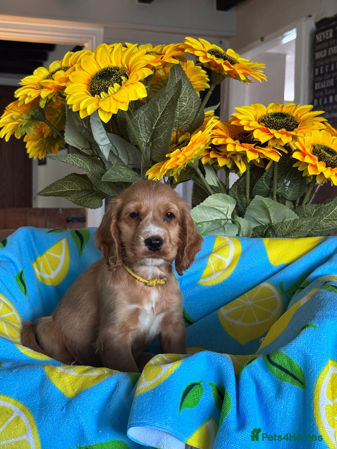 Cocker Spaniel dogs for sale: 3boys only  show type cocker spaniel puppies in Market Drayton - Image 9