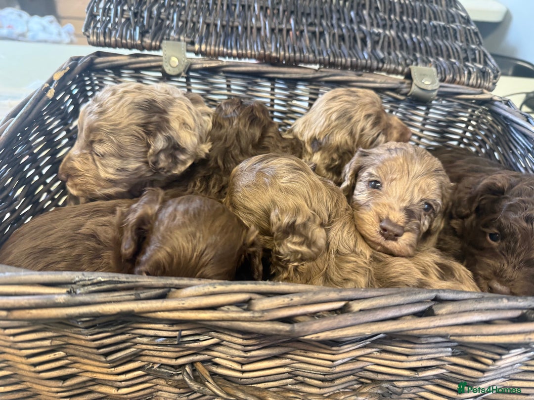 Cockapoo dogs for sale: Merle & Chocolate Cockapoo puppies - Image 9