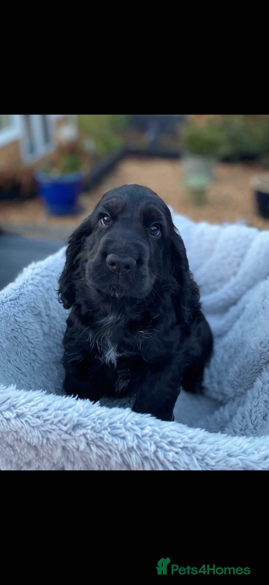 Cocker Spaniel dogs for sale: Stunning loveable black puppy - Advert 1