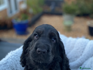 Cocker Spaniel dogs Stunning loveable black puppy - Advert 1