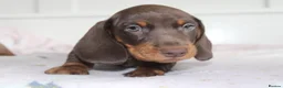 Miniature Dachshund dogs for sale: Miniature Dachshund puppies  - Advert 7