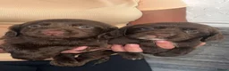 Cocker Spaniel dogs for sale: 7 beautiful cocker spaniel puppies for sale  - Advert 3
