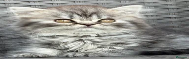 Scottish Fold 2
