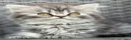 Scottish Fold cats for sale: Scottish fold X BSH - Advert 2