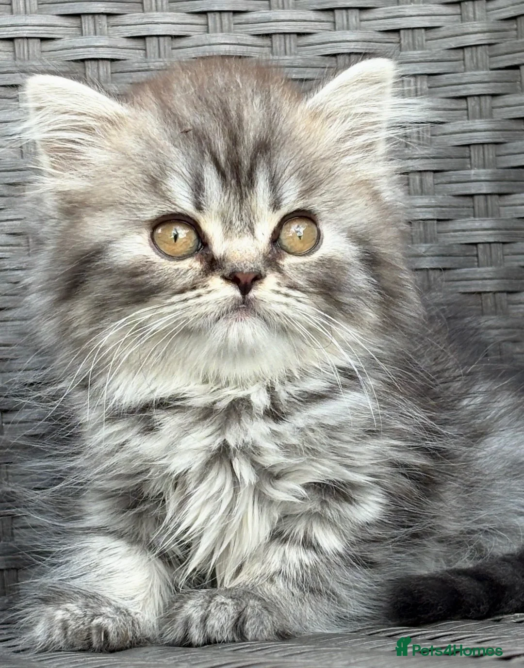 Scottish Fold cats for sale: Scottish fold X BSH - Advert 2