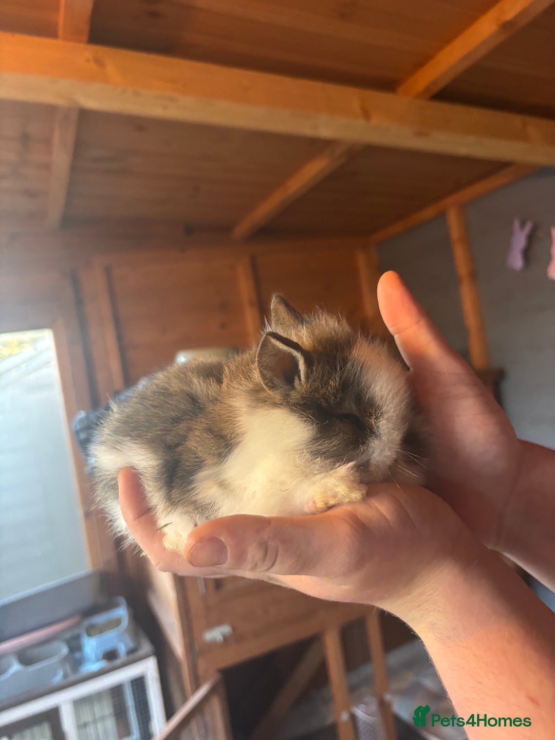 Lionhead rabbits for sale: Lion head bunnies available 🐰 - Advert 25