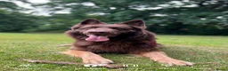 German Shepherd dogs for stud: Proven Handsome Long-Haired German Shepherd Stud in Southampton - Advert 1