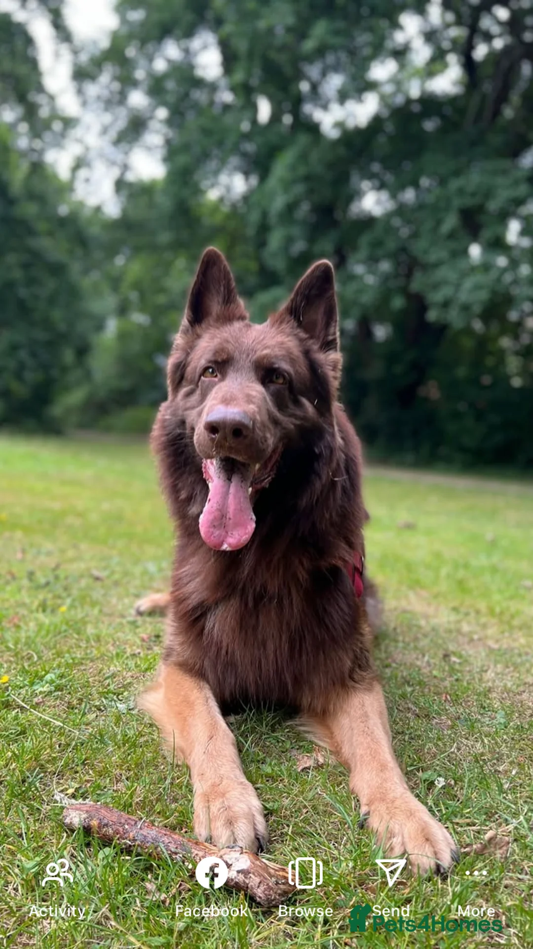 German Shepherd dogs for stud: Proven Handsome Long-Haired German Shepherd Stud in Southampton - Advert 1