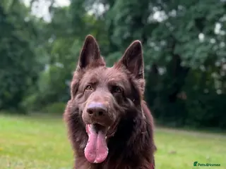 German Shepherd dogs Proven Handsome Long-Haired German Shepherd Stud - Advert 3