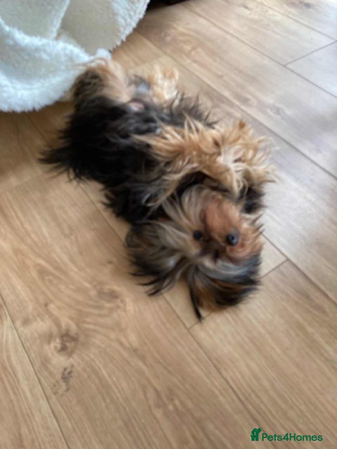 Yorkshire Terrier dogs for sale: Maxi  - Advert 8