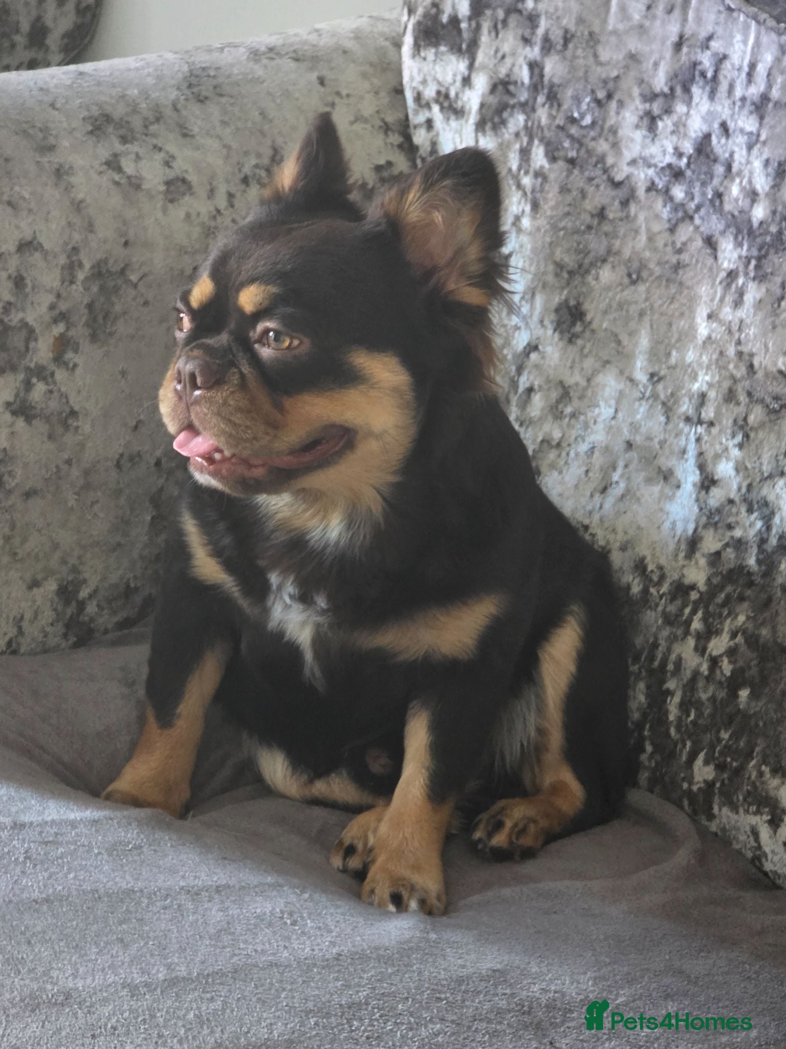 French Bulldog dogs Kc registered fluffy French bulldog  - Advert 9