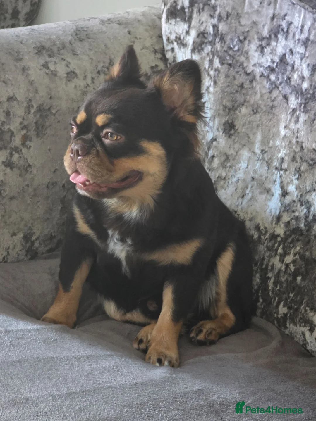 French Bulldog dogs for sale: Kc registered fluffy French bulldog  - Advert 1