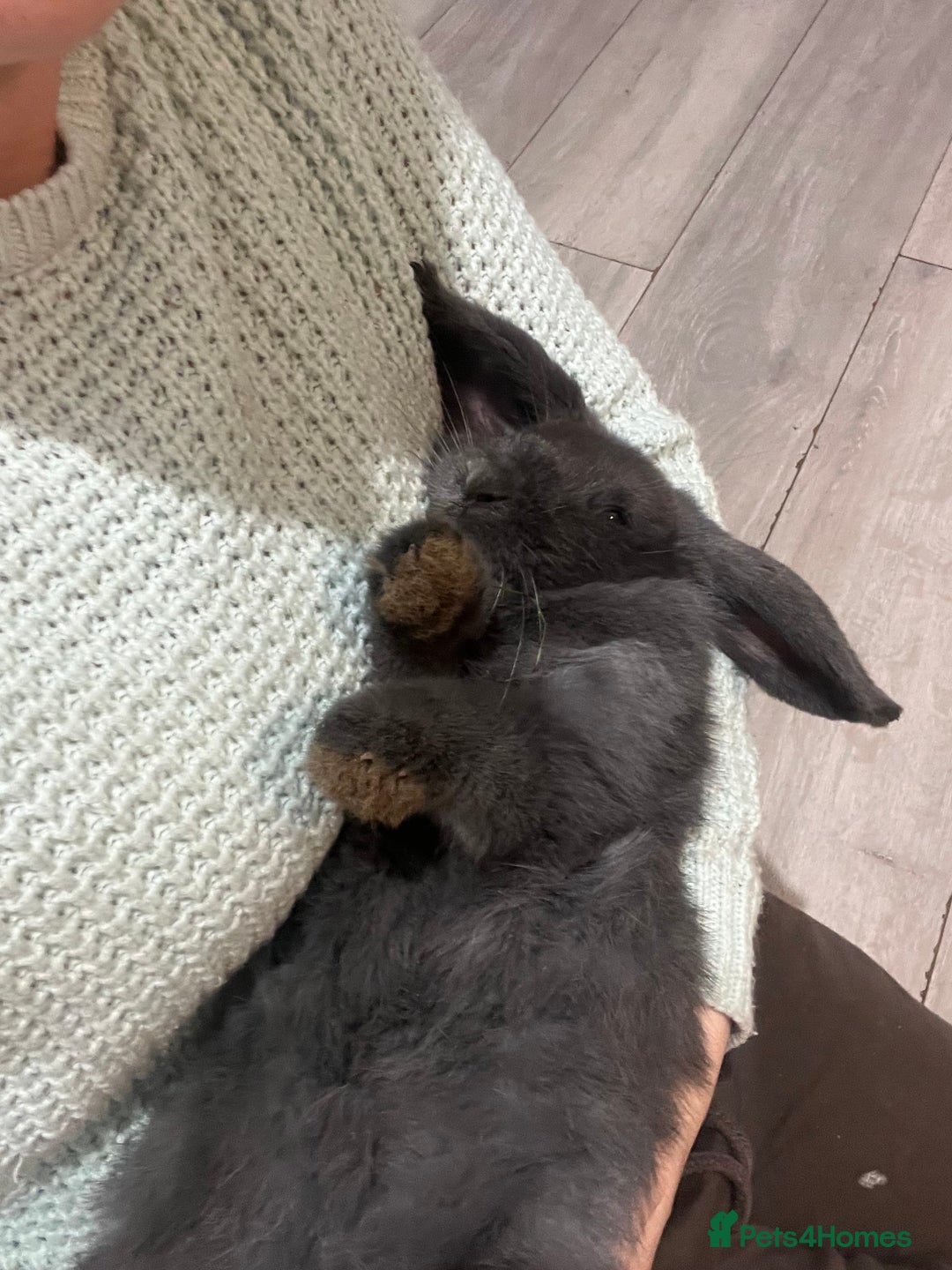 French Lop rabbits for sale: Bunny - Advert 8