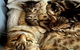Bengal cats for sale: 2 female half bengal kittens - Image 1
