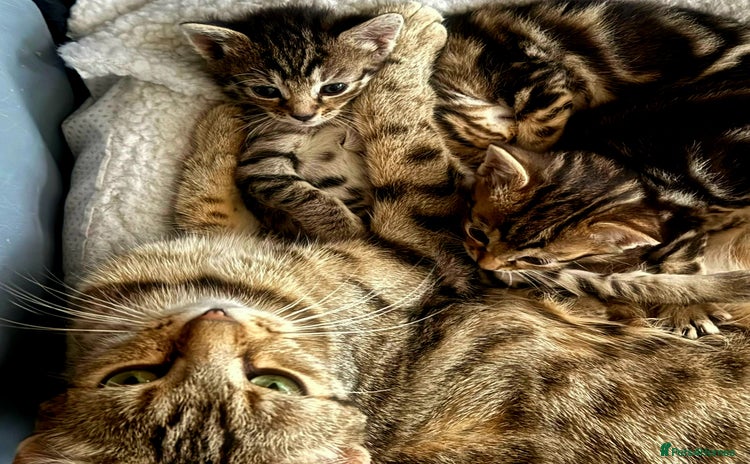 Bengal cats - Advert 2