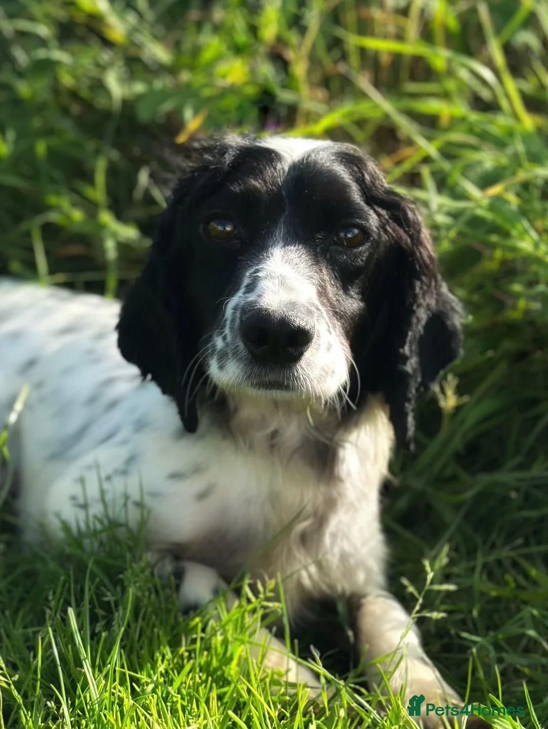 Cockapoo dogs for sale: Stunning Rare Coloured Cockapoos - Advert 2