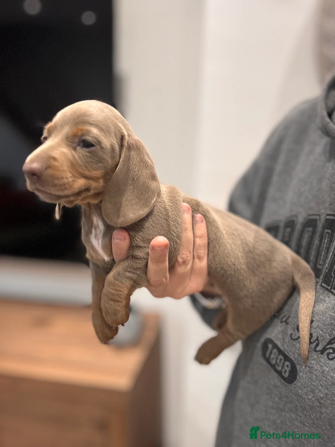 Miniature Dachshund dogs for sale: Miniature dachshund  - Advert 6