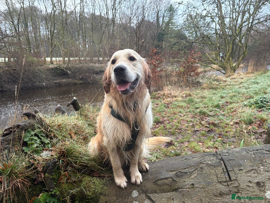 Golden Retriever dogs for stud: 🐾 Proven Golden Retriever Stud Available 🐾 - Advert 5