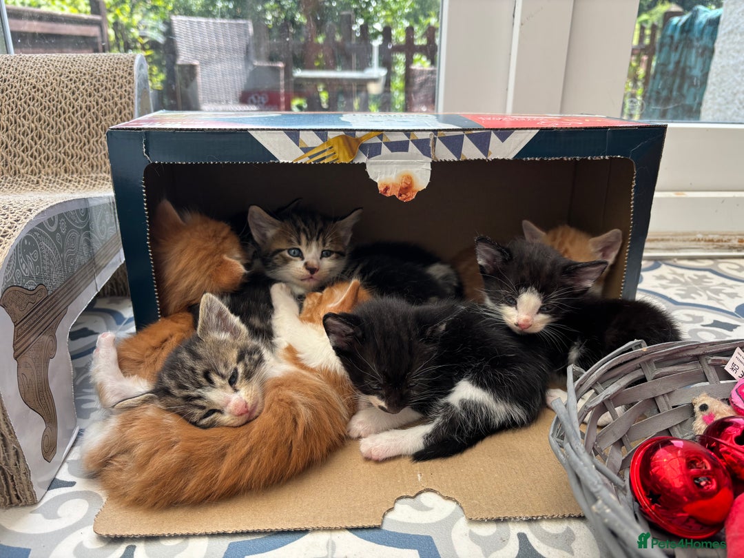Domestic Shorthair cats for sale: Beautiful friendly Kittens  - Image 1
