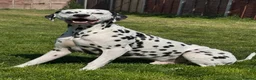 Dalmatian dogs for stud: KC registered Dalmatian stud - Introductory fee - Advert 5
