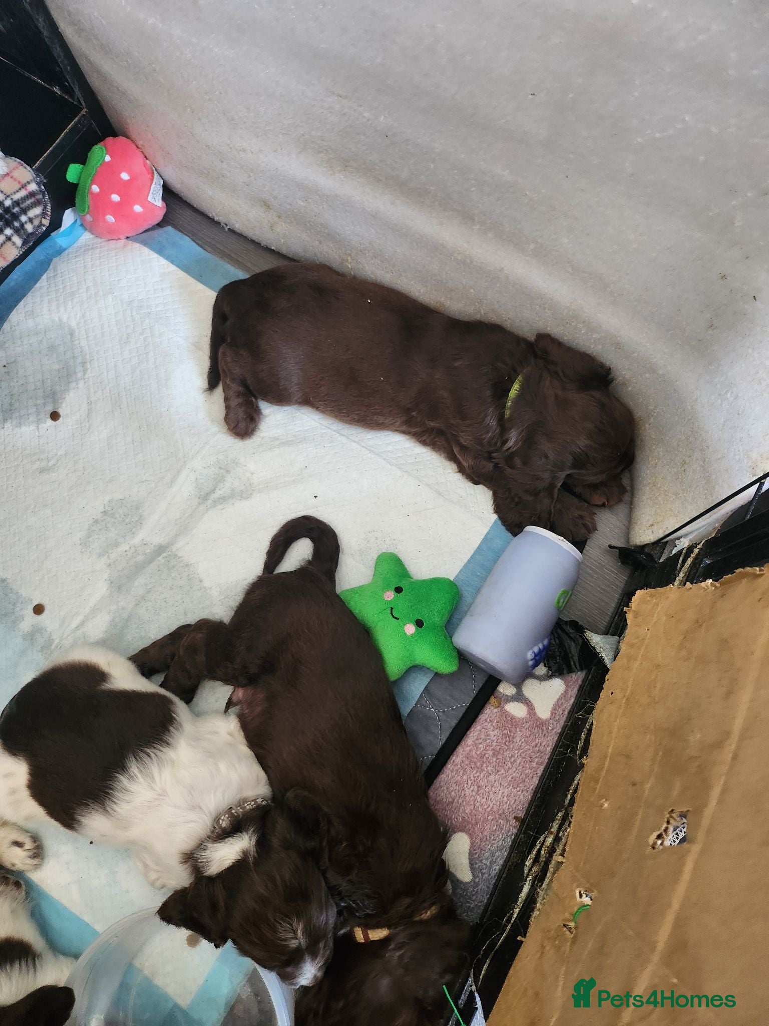 Cocker Spaniel dogs Cocker spaniels ready to by 31st of this month - Advert 2