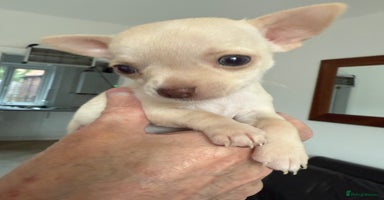 Chihuahua dogs - Advert 1