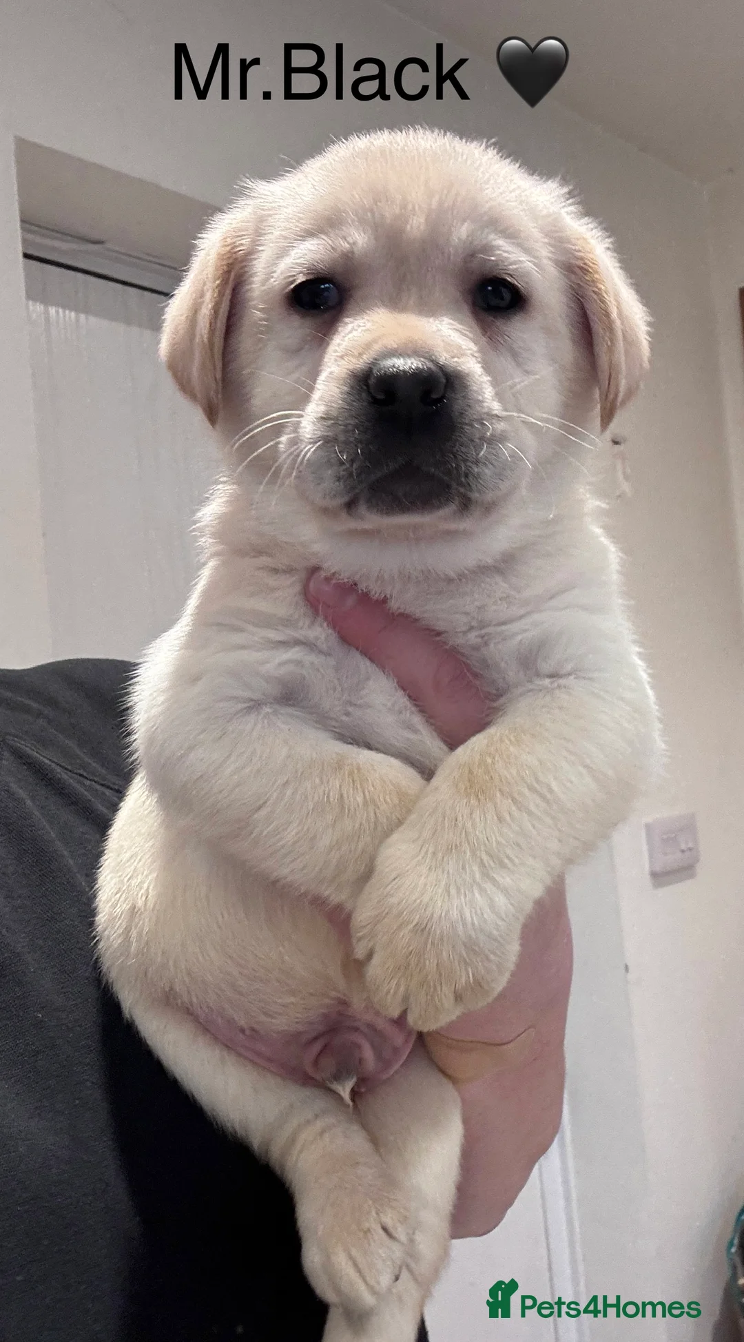 Labrador Retriever dogs for sale: Quality KC Registered Labrador Retriever Puppies - Advert 1