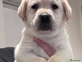 Labrador Retriever dogs Quality KC Registered Labrador Retriever Puppies - Advert 10