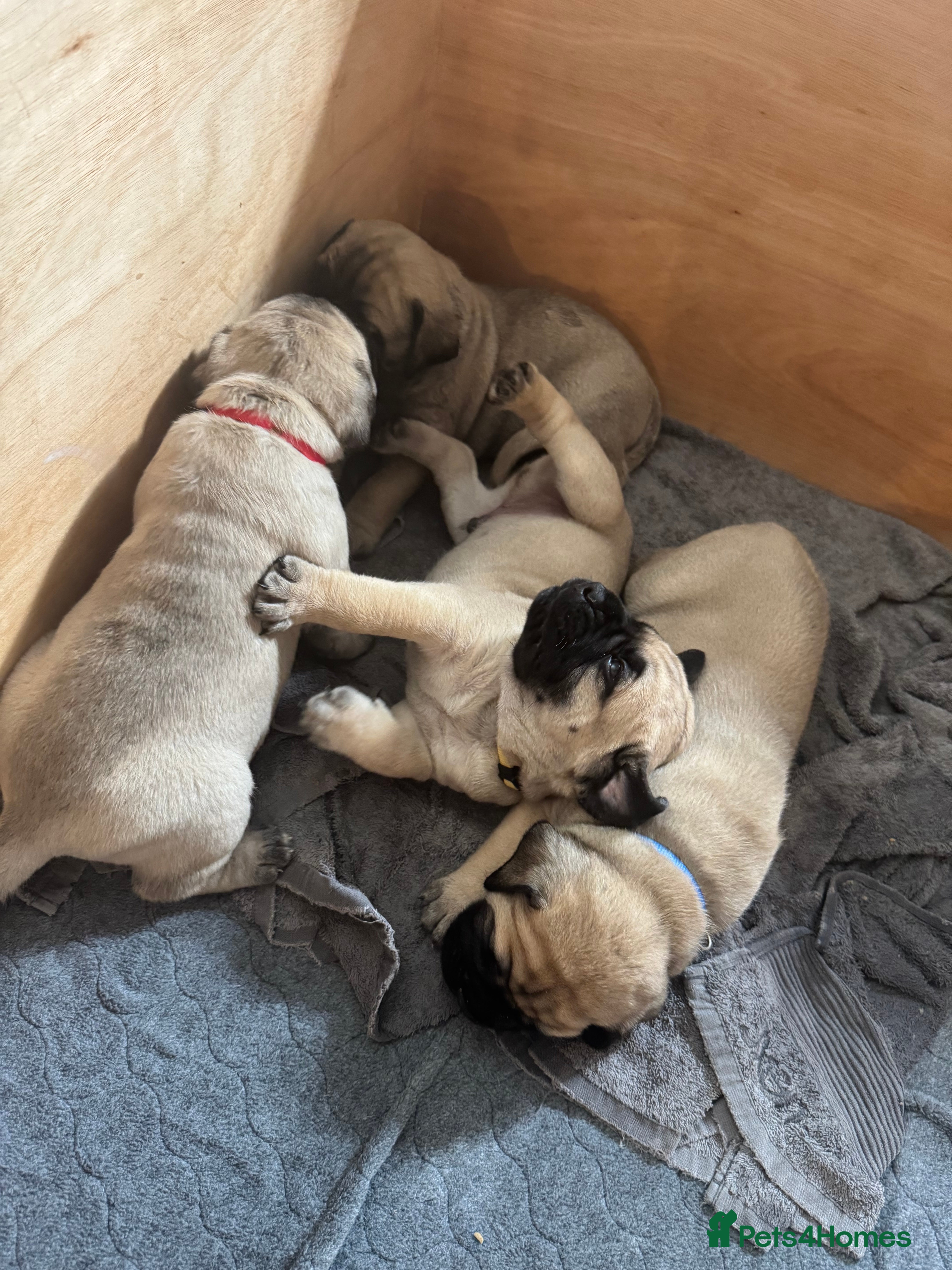 Bullmastiff dogs for sale: Stunning fawn baby puppy  - Advert 3