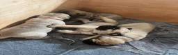 Bullmastiff dogs for sale: Auldkeep The Duke - Advert 5
