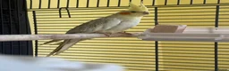 Cockatiels birds for sale: Cockatiels for rehoming - Advert 4