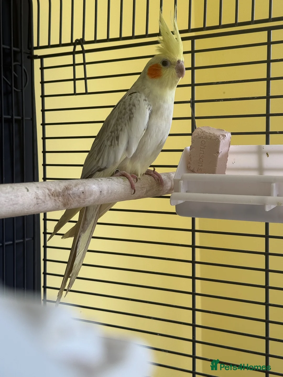 Cockatiels birds for sale: Cockatiels for rehoming - Advert 4