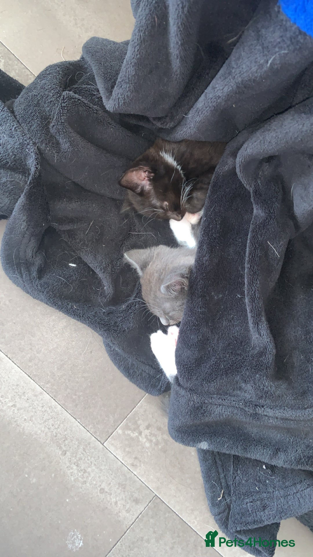 British Longhair cats for sale: Kittens for sale!! in Highbridge - Image 29