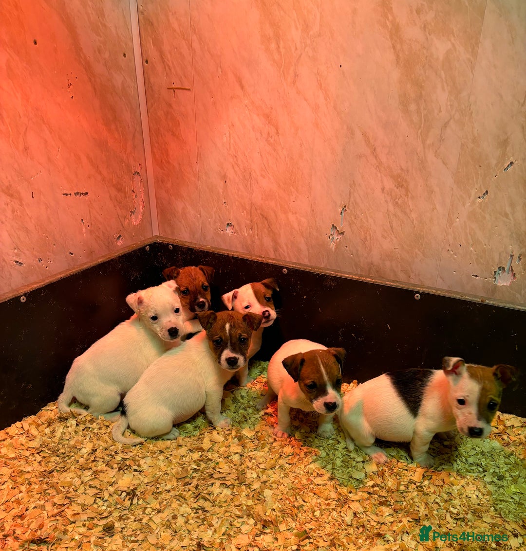 Jack Russell dogs for sale: Jack Russell puppy’s ready to go  - Advert 2