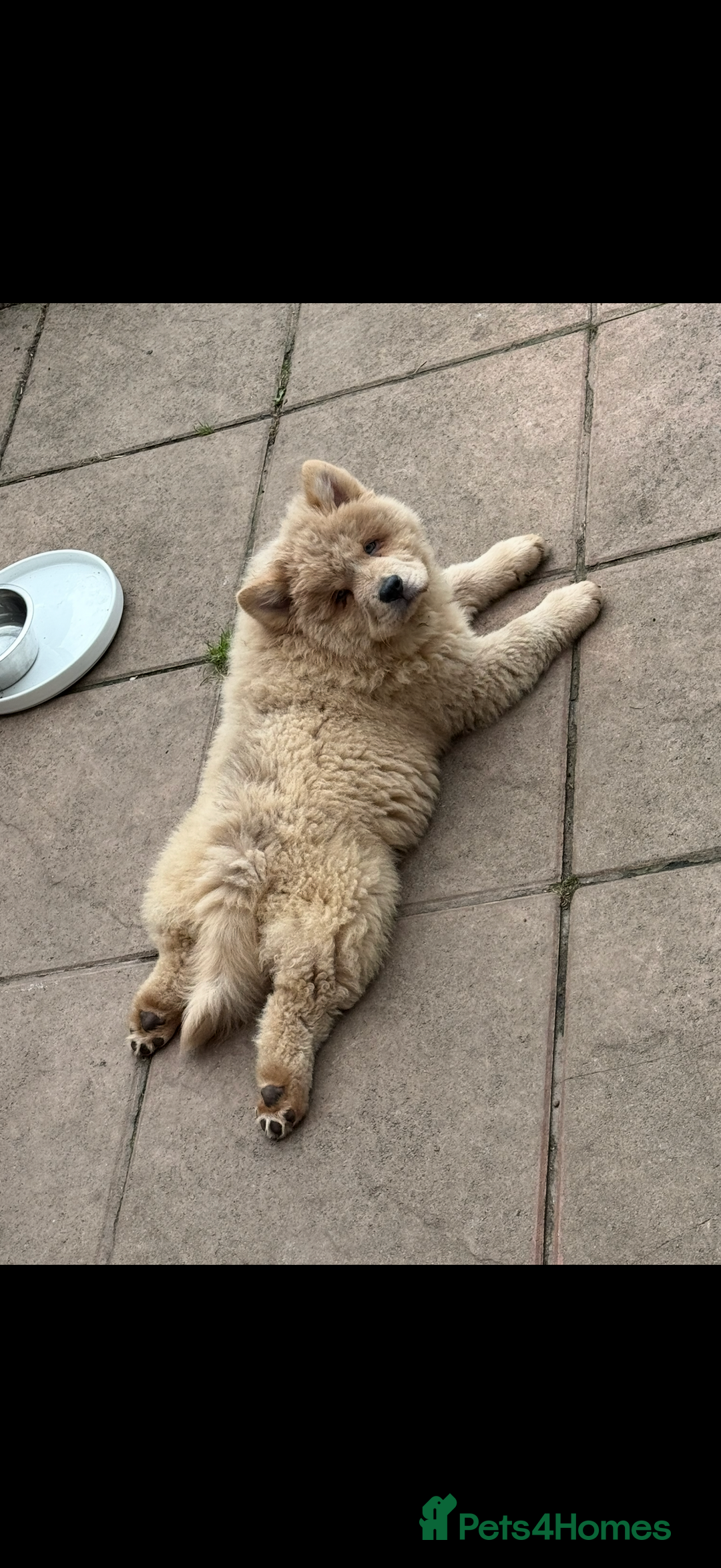 Chow Chow dogs for sale: 2 Beautiful Male Chow Chow Puppies for sale  - Image 10
