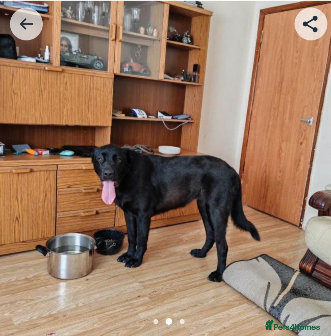 Central Asian Shepherd dogs for sale: Central Asian shepherd Re-home  - Advert 2