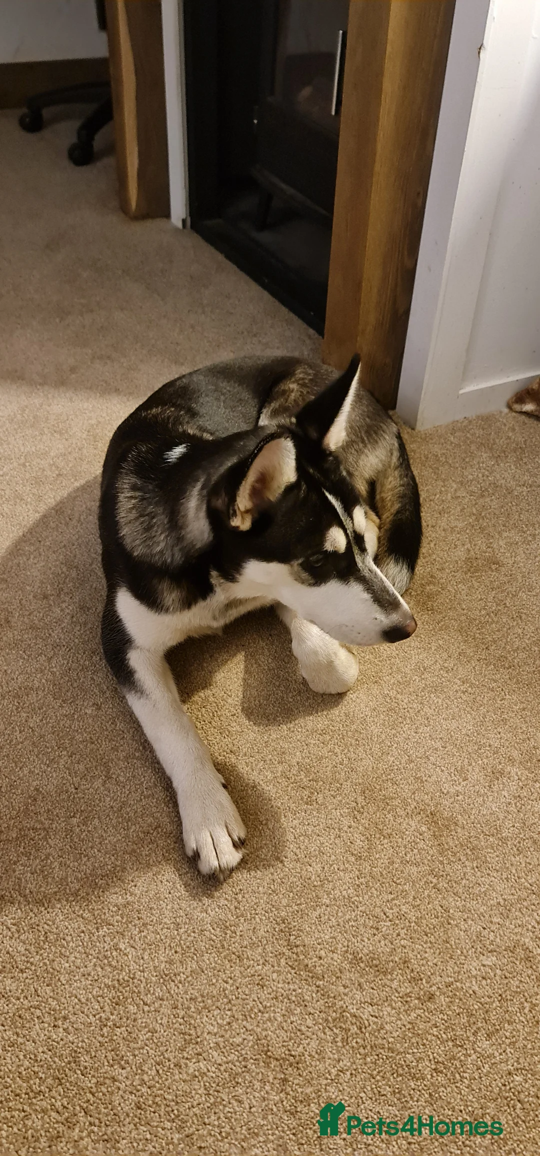 Siberian Husky dogs for sale: Siberian Husky female - Advert 6