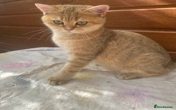 British Shorthair cats for sale: Last golden boy left 😻🌸🌼🌺 tica registered 😻 in Hayes - Image 9