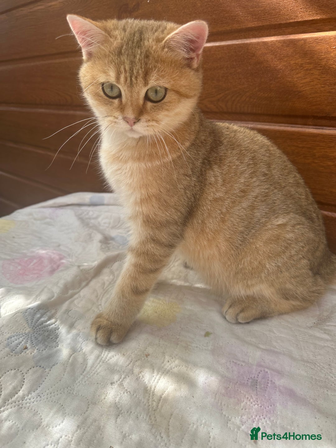 British Shorthair cats for sale: Last golden boy left 😻🌸🌼🌺 tica registered 😻 in Hayes - Image 9