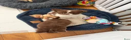 Chihuahua dogs for sale: KC registered long coat chihuahua puppies  - Advert 1