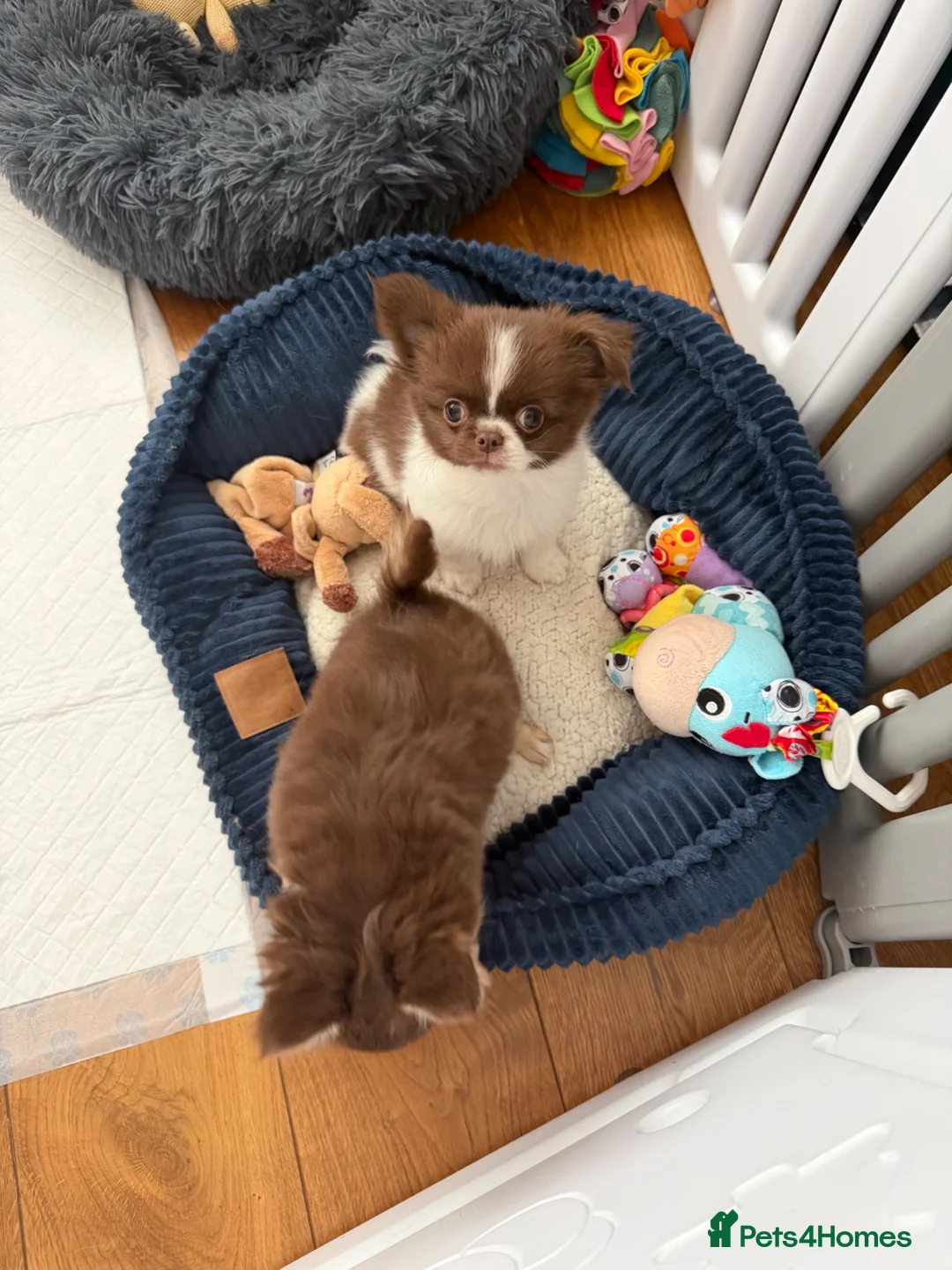 Chihuahua dogs for sale: KC registered long coat chihuahua puppies  - Advert 1