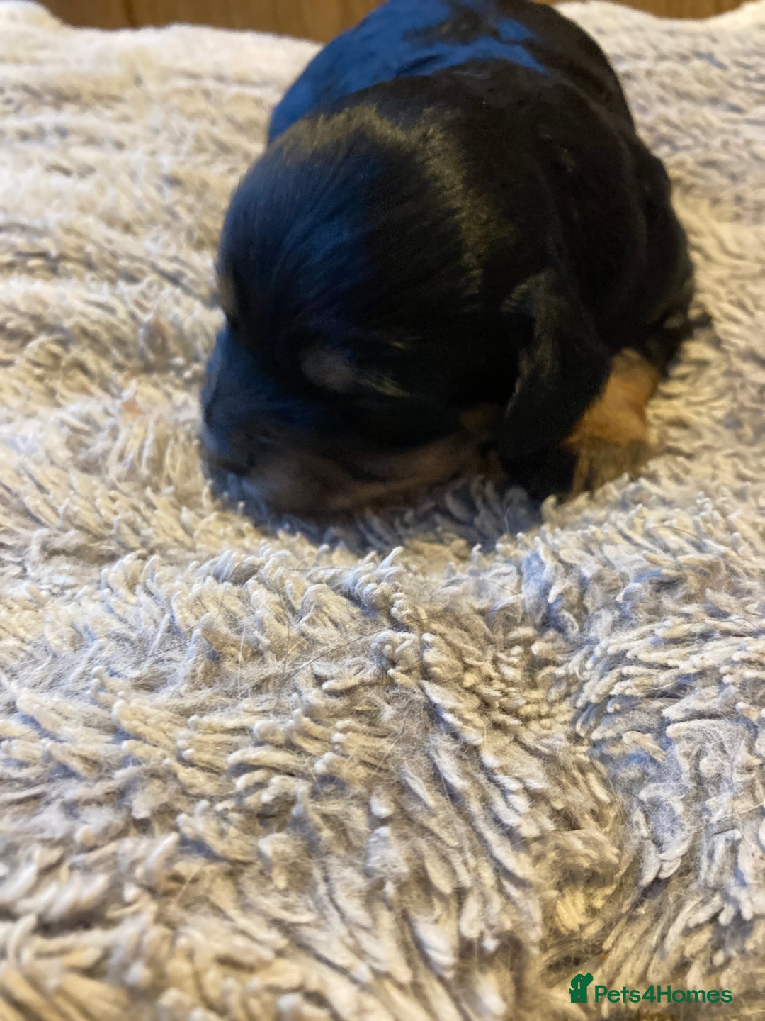 Cockapoo dogs for sale: Stunning Litter of Phantom F1 Cockapoo Puppies - Image 10