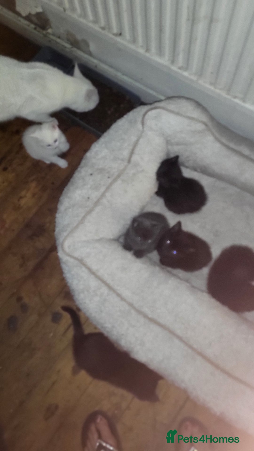 Mixed Breed cats for sale: 7 lovely kittens  - Advert 12