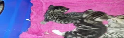 British Shorthair cats for sale: Tabby british shorthair kittens - Advert 24
