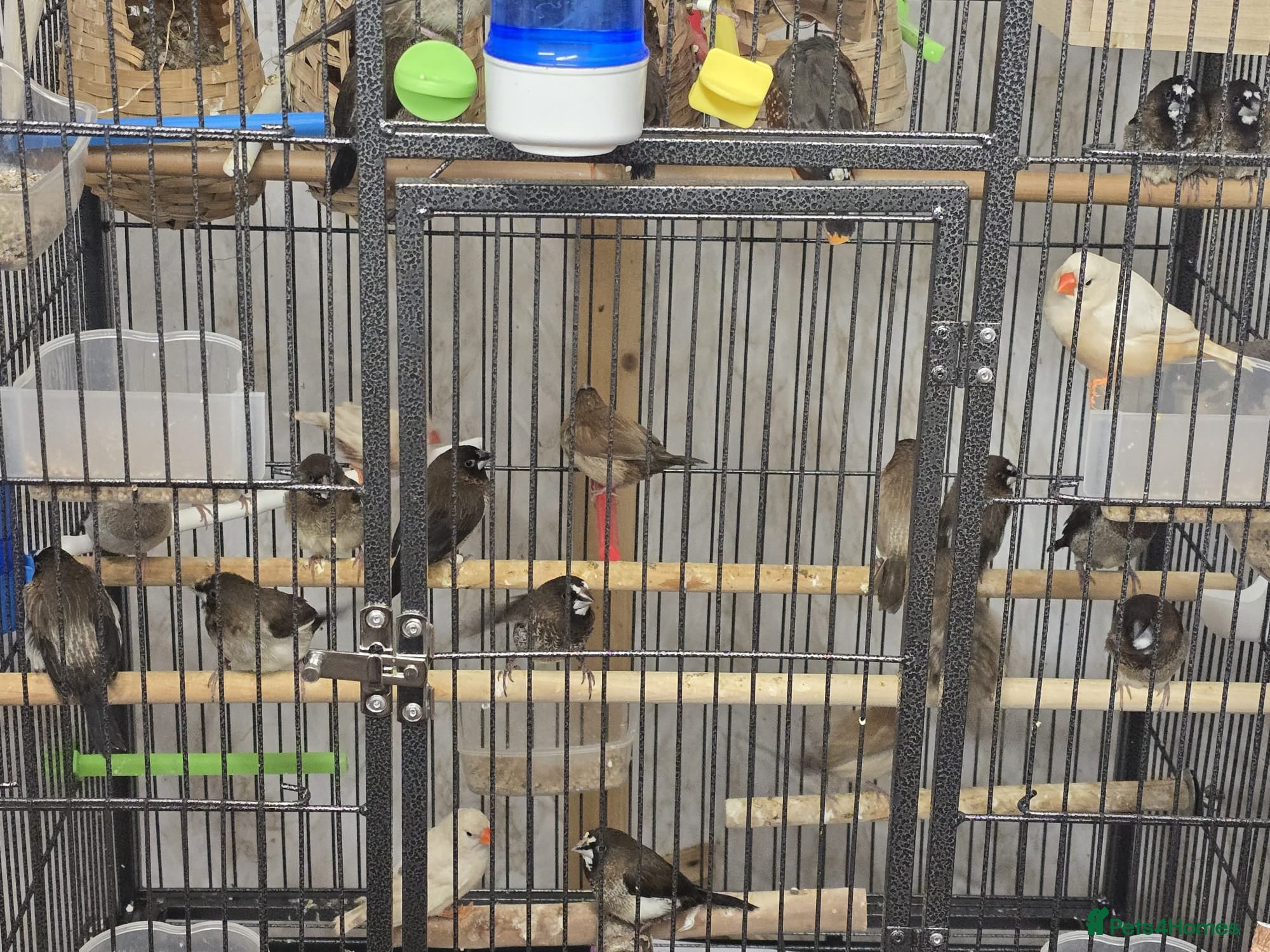 Finches birds Bengali society finches for sale - Advert 8