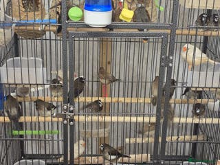 Finches birds Bengali society finches for sale - Advert 8