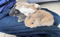 Mini Lop rabbits for sale: Mini Lops - Image 4