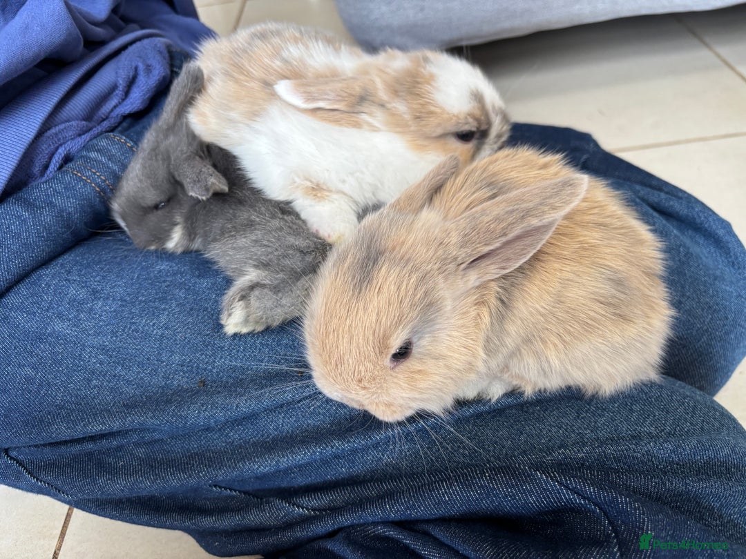 Mini Lop rabbits for sale: Mini Lops - Image 4